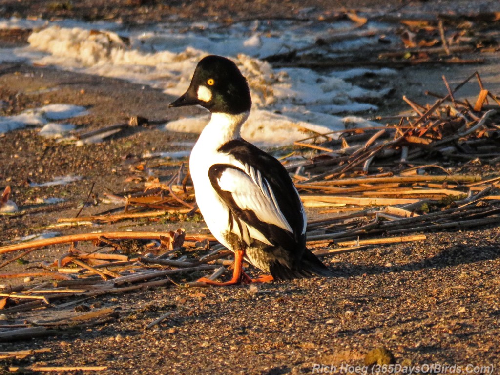 Y2-M11-Goldeneye-Standing-1