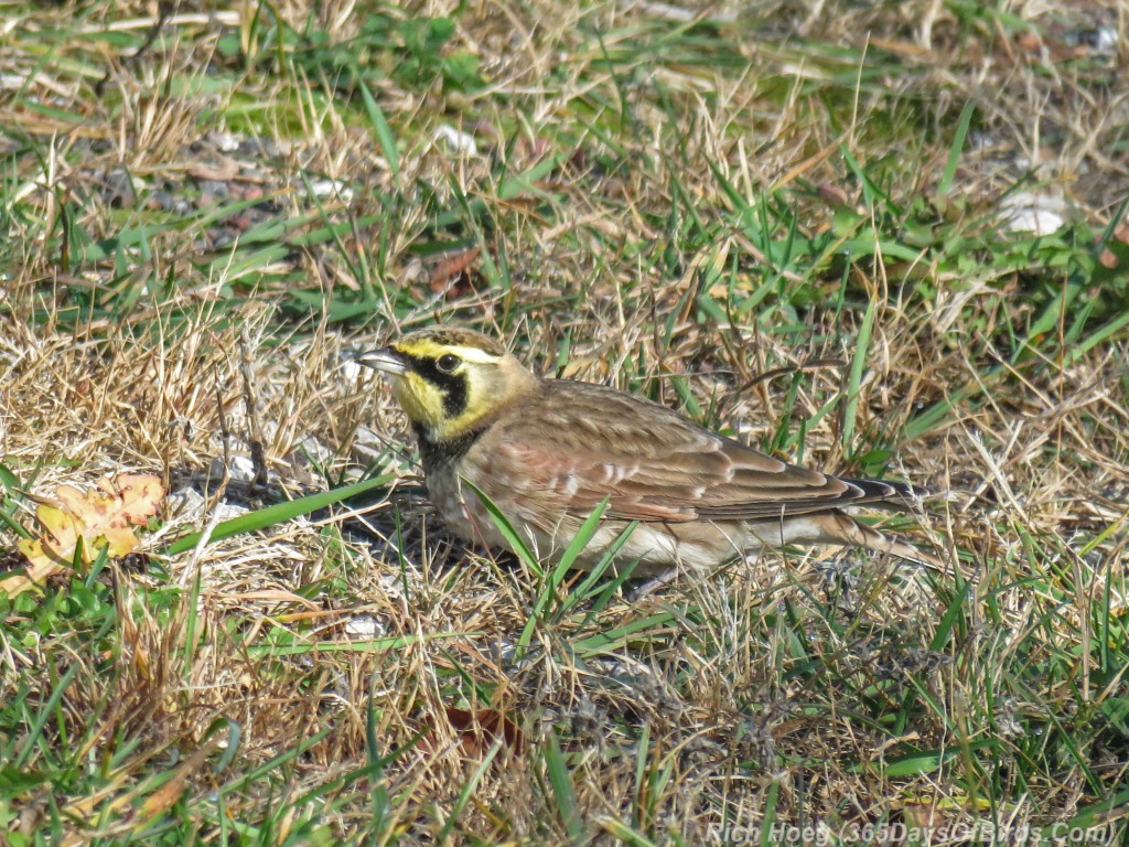 Y2-M11-Horned-Lark-4