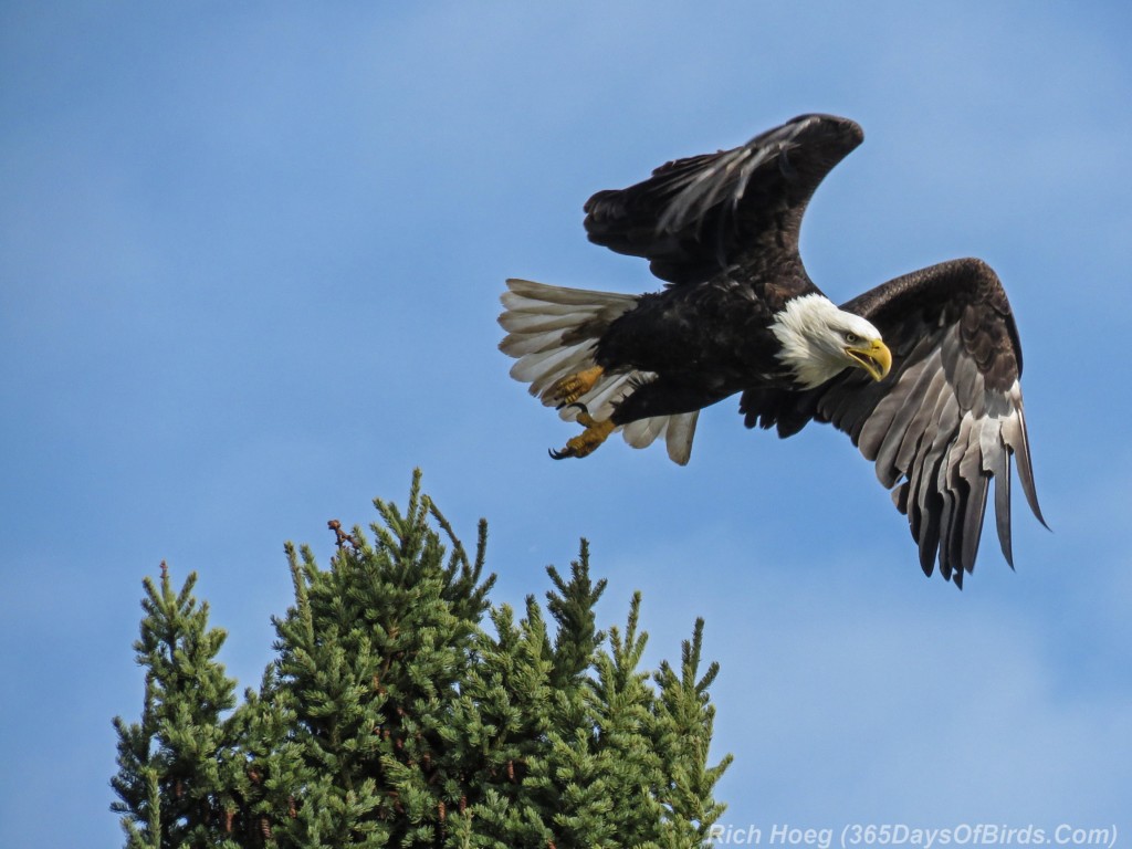 Y2-M11-King-of-McQuade-Bald-Eagle-1