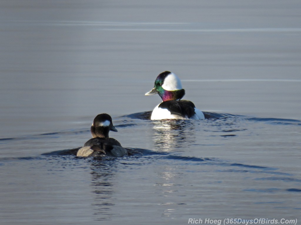 Y2-M11-Morning-Reflections-Bufflehead-Duo