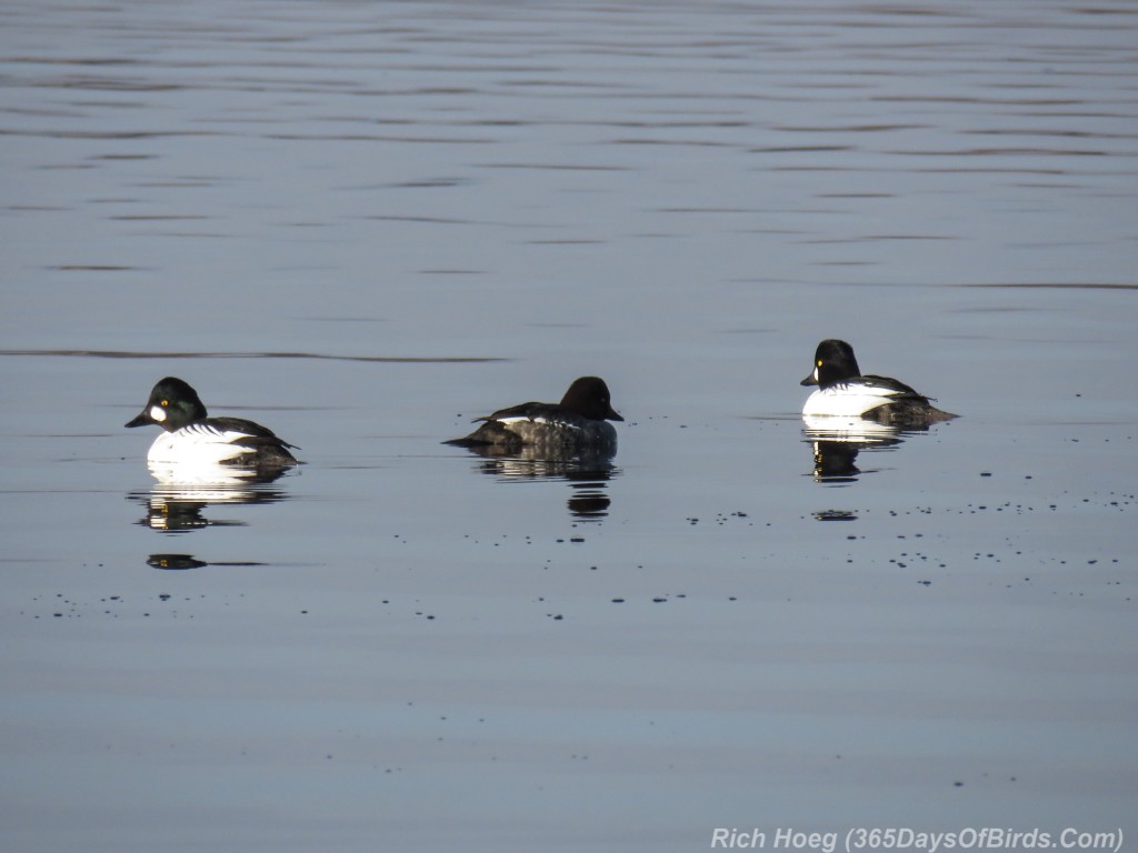 Y2-M11-Morning-Reflections-Goldeneye-Trio