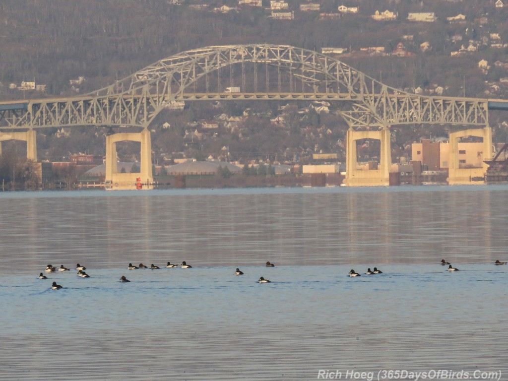 Y2-M11-Morning-Reflections-Goldeneyes-High-Bridge