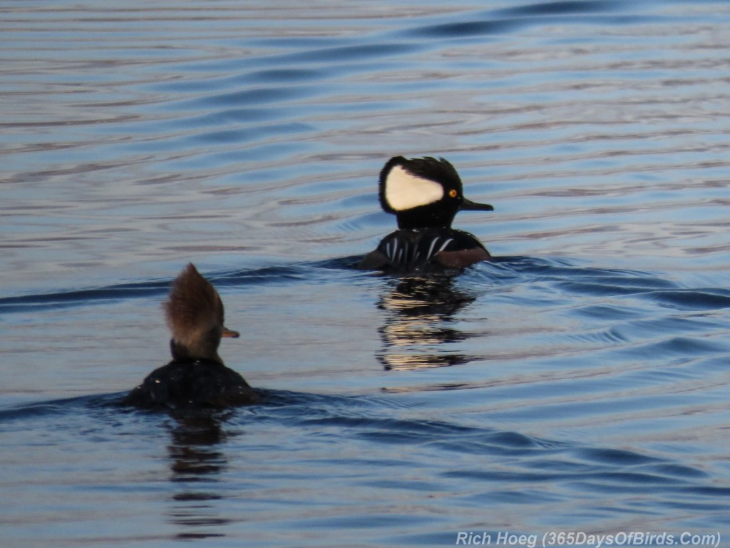 Y2-M11-Morning-Reflections-Hooded-Mergansers
