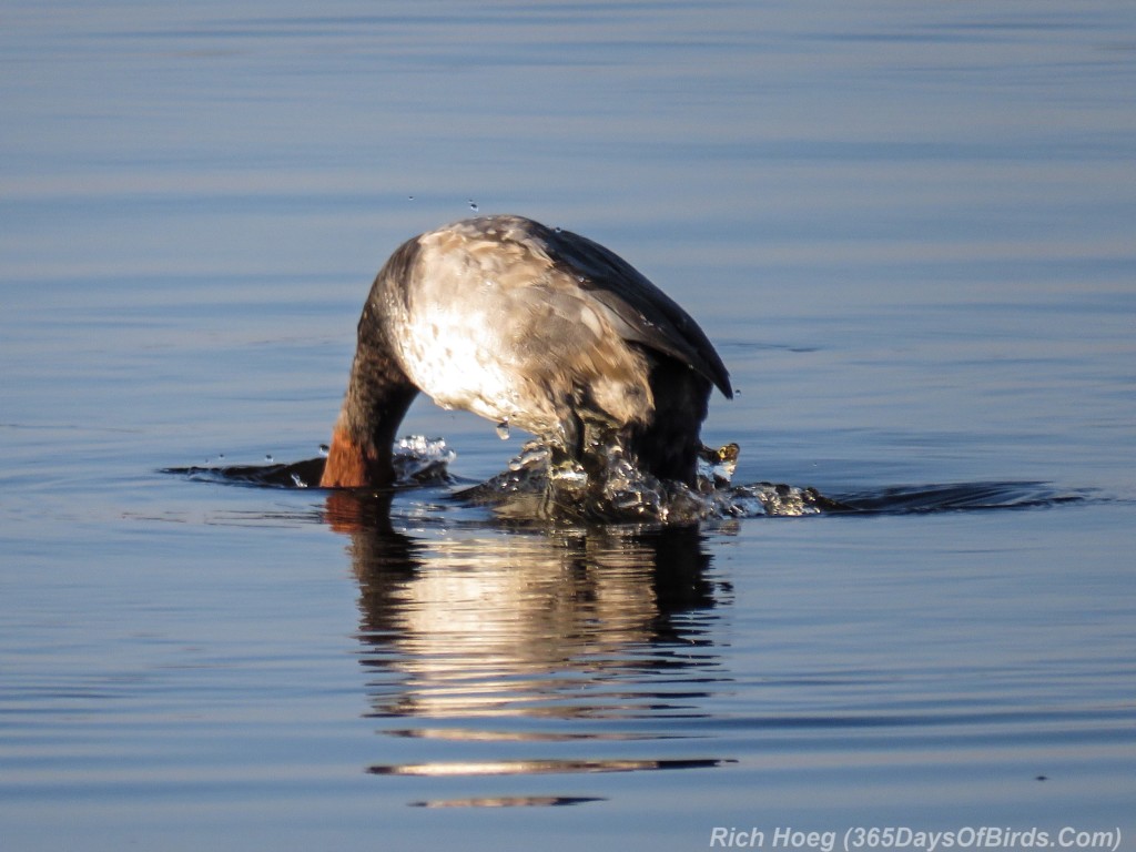 Y2-M11-Morning-Reflections-RedHead-Diving