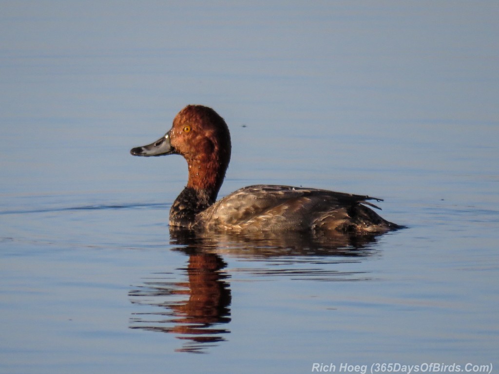 Y2-M11-Morning-Reflections-RedHead-Swimming