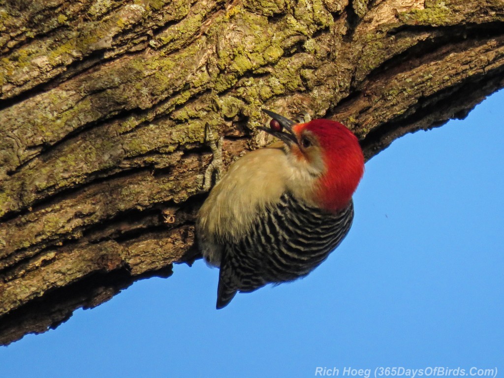 Y2-M11-Red-Bellied-Woodpecker