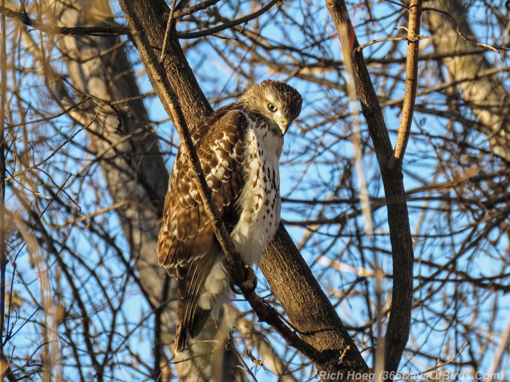 Y2-M11-Red-Tailed-Hawk-2