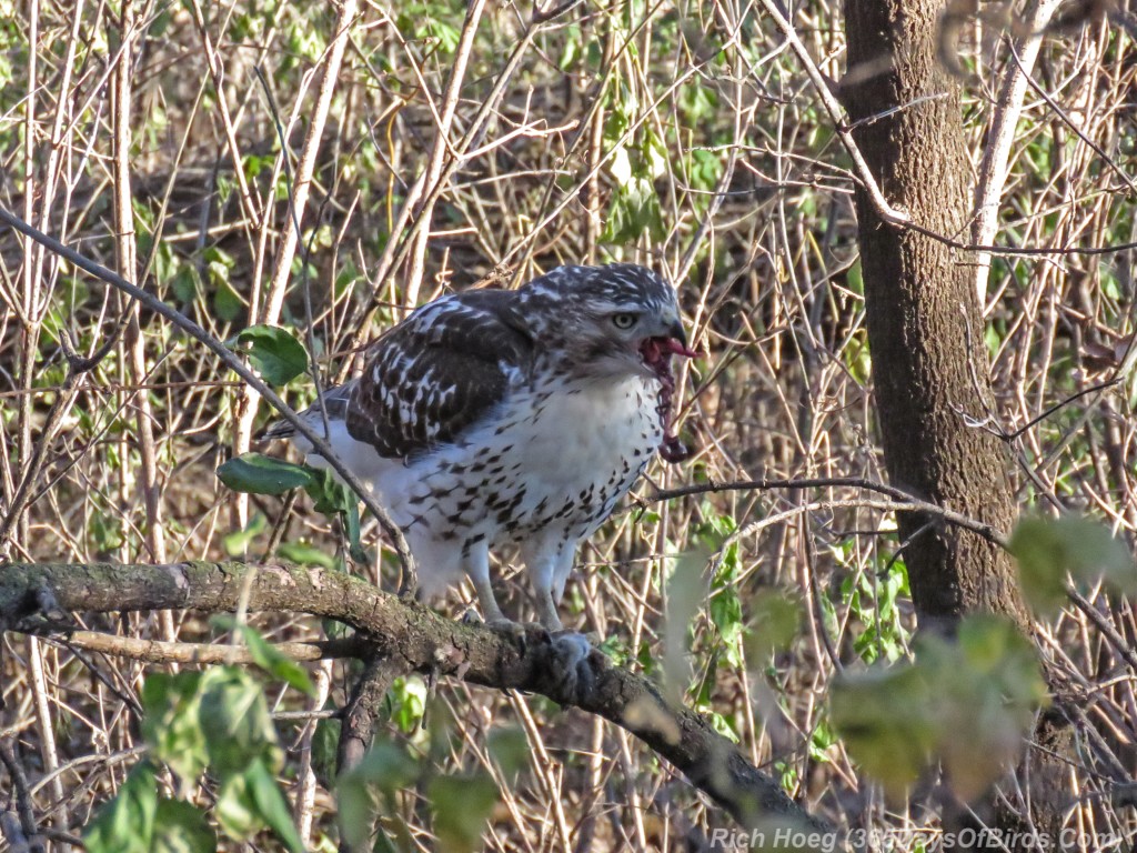 Y2-M11-Red-Tailed-Hawk-3-eating