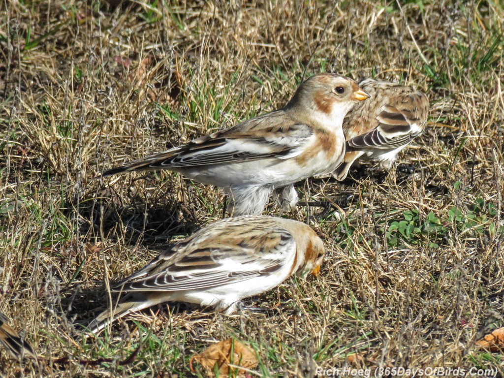 Y2-M11-Snow-Bunting-02-Flock