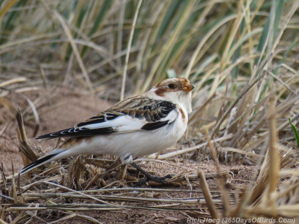 Y2-M11-Snow-Bunting