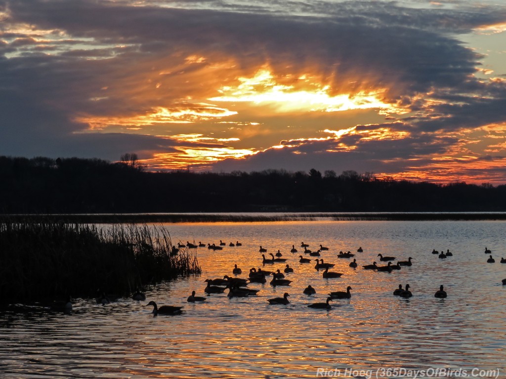 Y2-M11-Sunrise-Geese