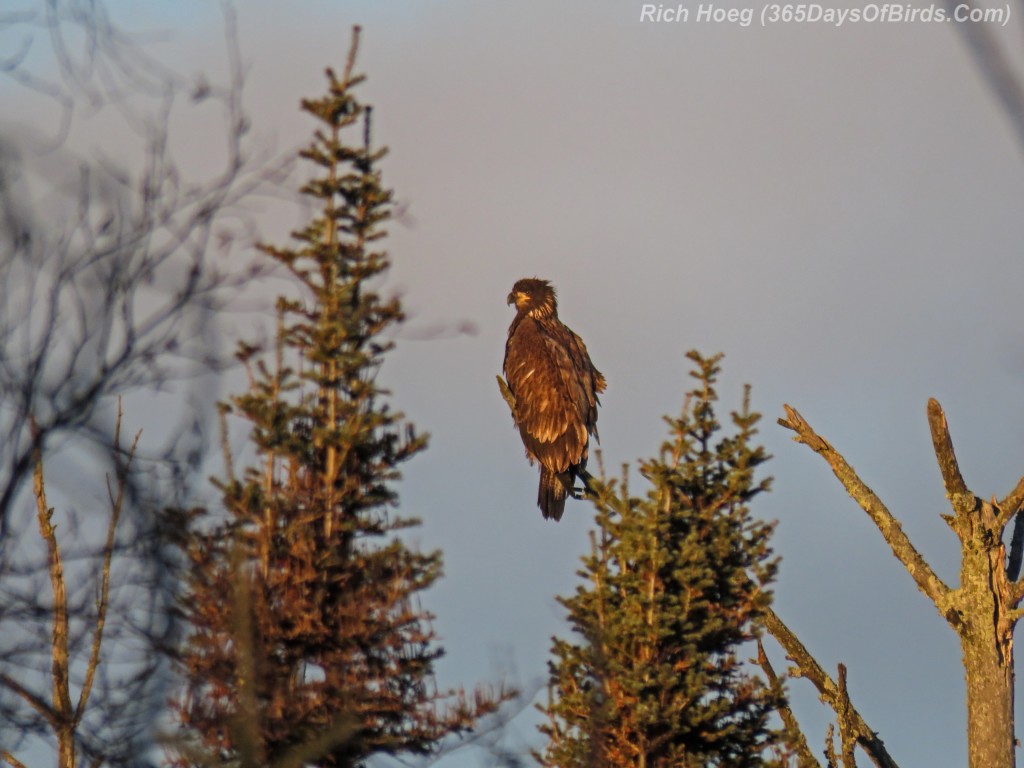 Y2-M11-Sunrise-Immature-Bald-Eagle