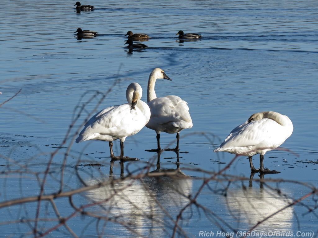 Y2-M11-Trumpeter-Swans-Trio