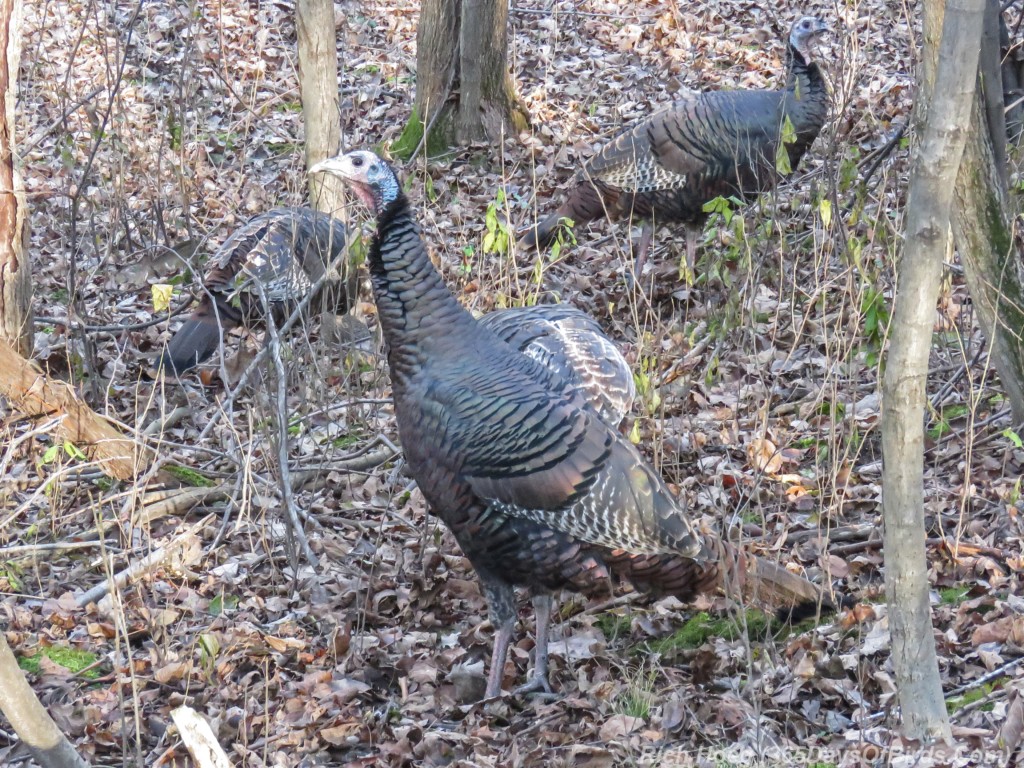 Y2-M11-Wild-Turkey-Time-1