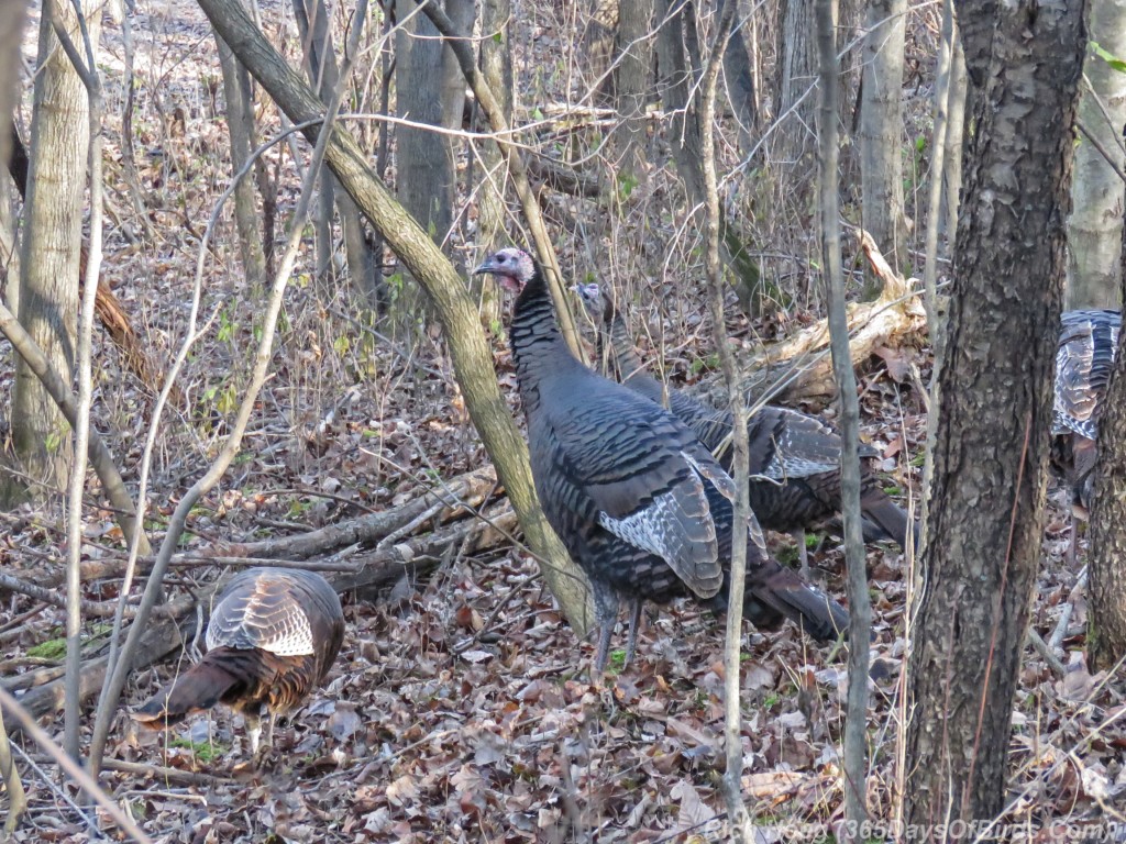 Y2-M11-Wild-Turkey-Time-2