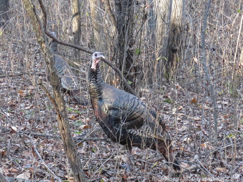 Y2-M11-Wild-Turkey-Time-3