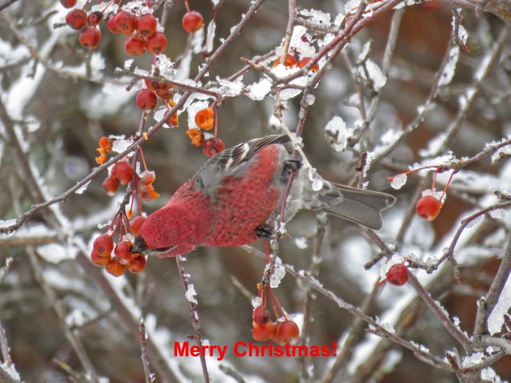 Christmas-Pine-Grosbeak