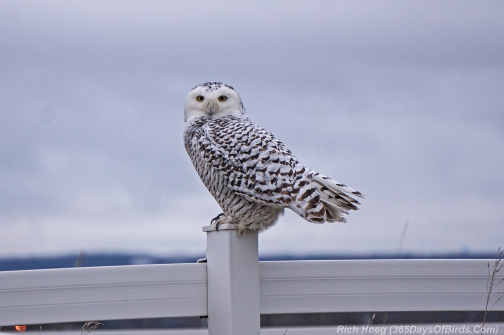 Spectre-Snowy-Owl-1-Corral