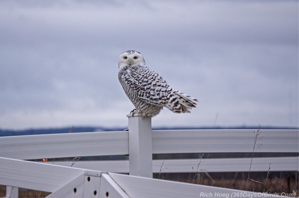 Spectre-Snowy-Owl-3-Corral