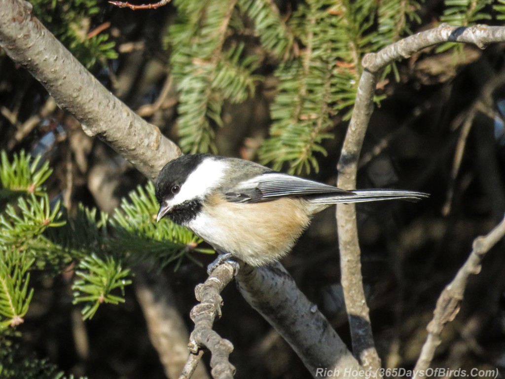 Y2-M12-Old-Vermilion-Trail-Chickadee-1