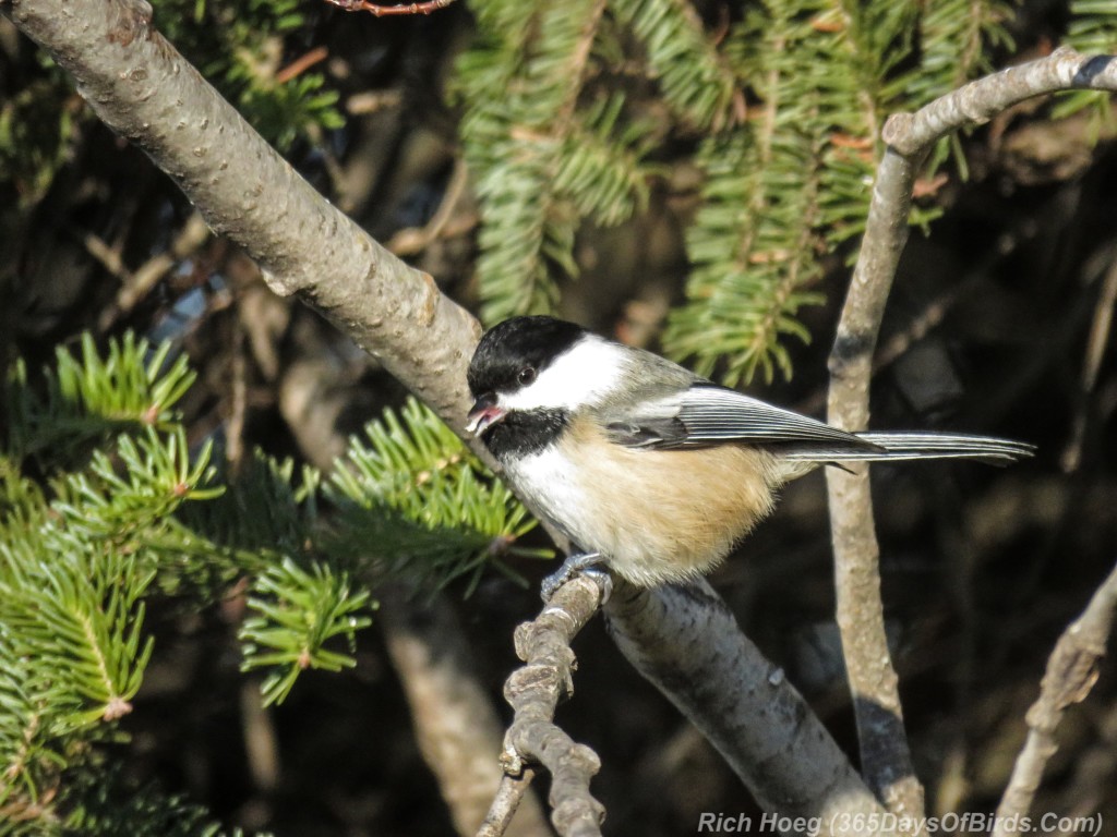 Y2-M12-Old-Vermilion-Trail-Chickadee-2