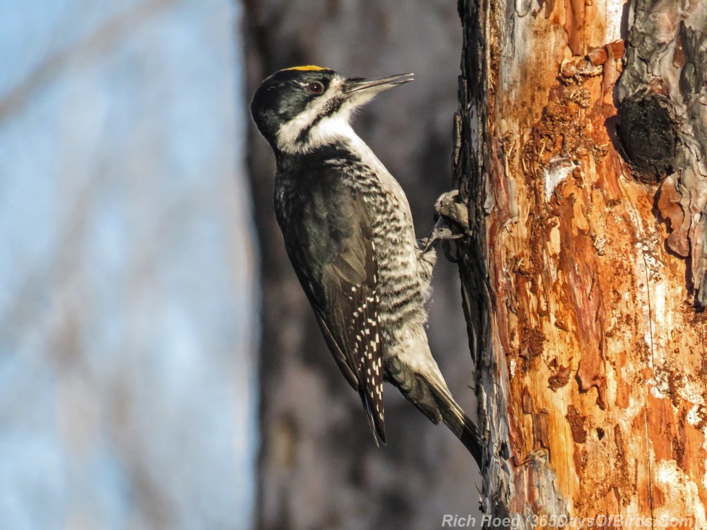 Y2-M12-Pagami-Creek-Wildfire-Black-Backed-Woodpecker-A