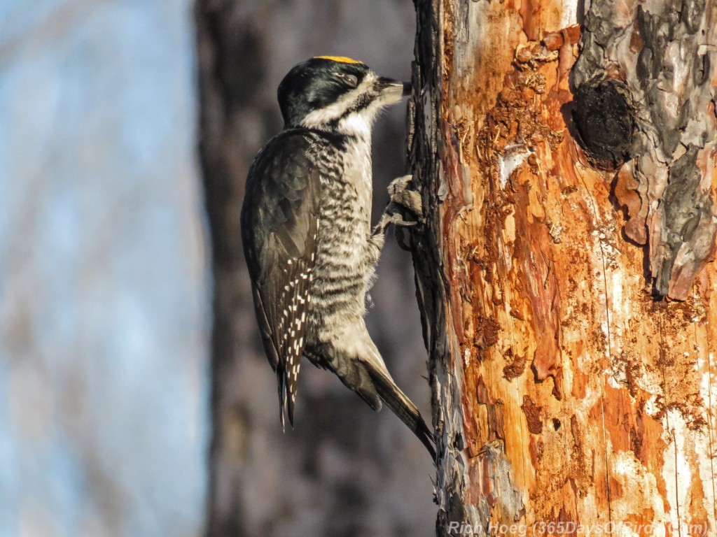 Y2-M12-Pagami-Creek-Wildfire-Black-Backed-Woodpecker-B