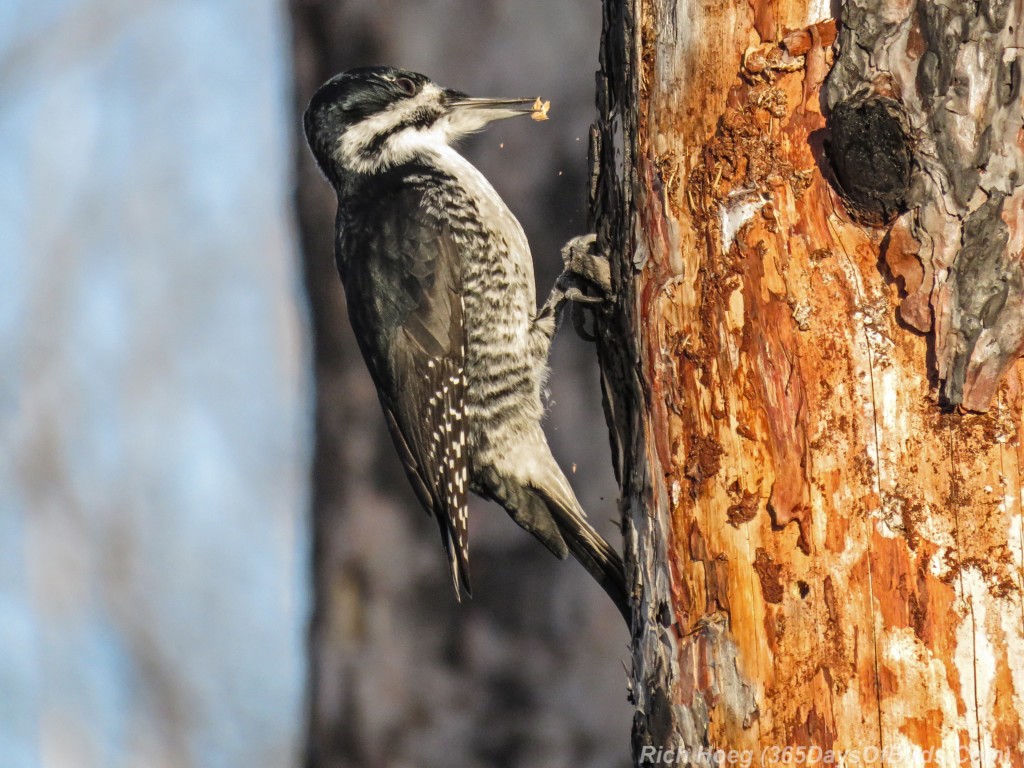 Y2-M12-Pagami-Creek-Wildfire-Black-Backed-Woodpecker-C