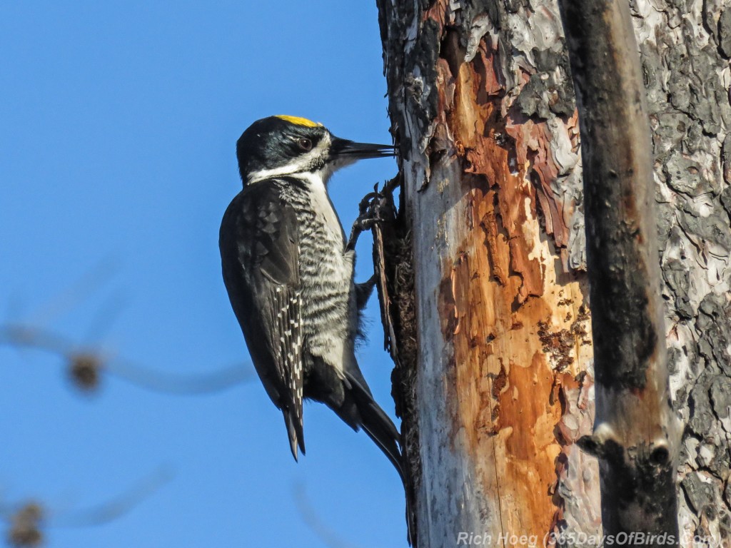 Y2-M12-Pagami-Creek-Wildfire-Black-Backed-Woodpecker-D