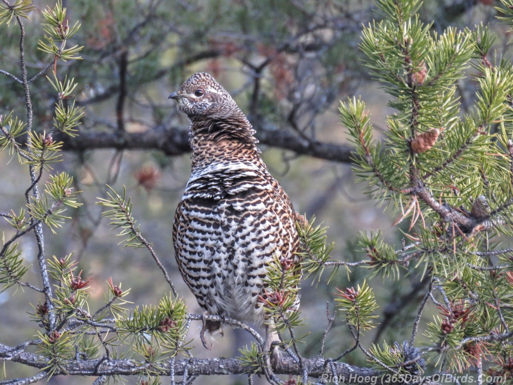 Y2-M12-Pagami-Creek-Wildfire-Spruce-Grouse-A