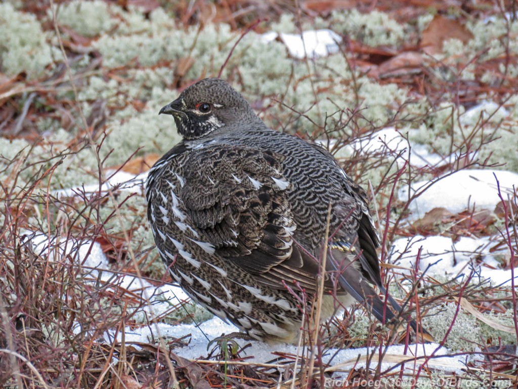 Y2-M12-Pagami-Creek-Wildfire-Spruce-Grouse-B