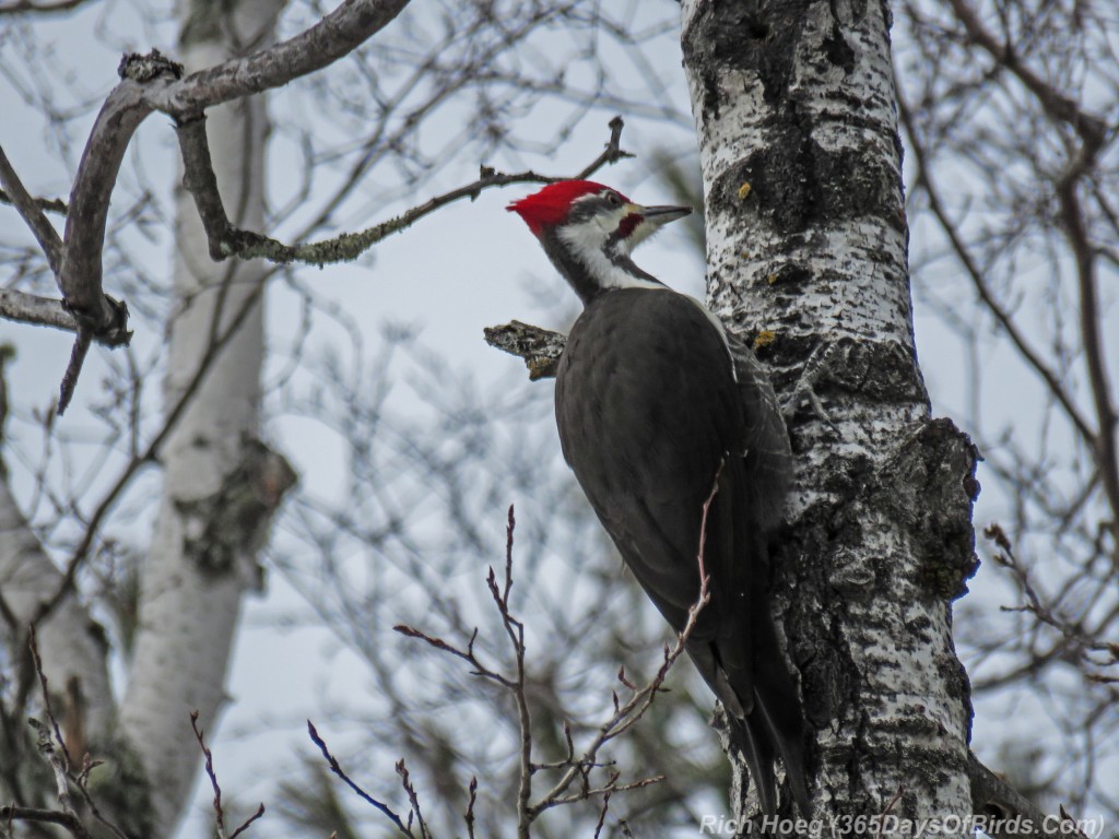 Y2-M12-Pileated-Woodpecker-2