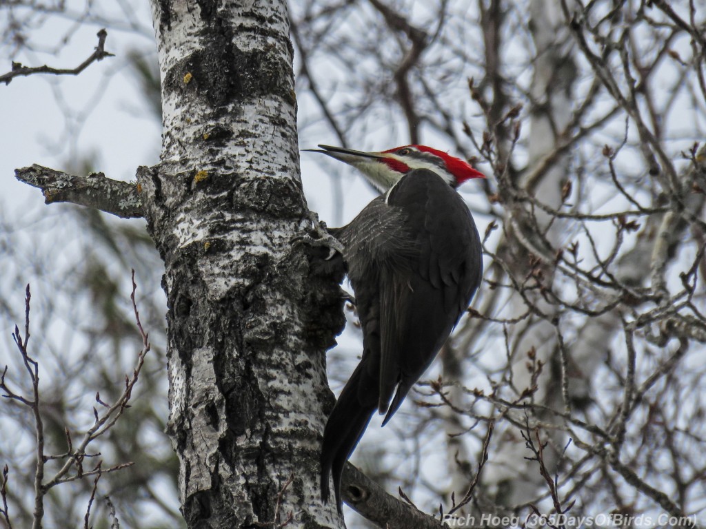Y2-M12-Pileated-Woodpecker-4a