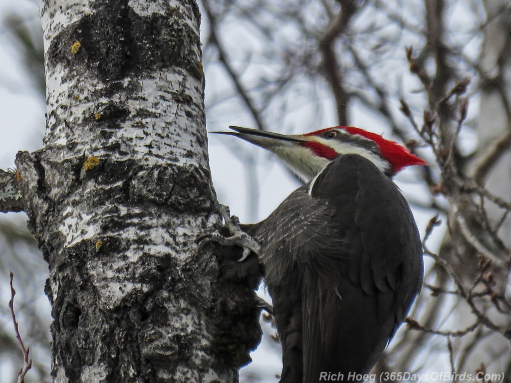 Y2-M12-Pileated-Woodpecker-4b