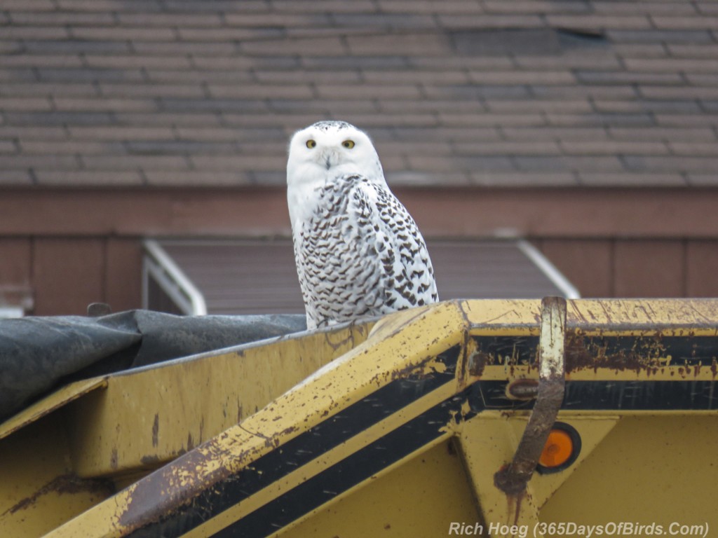 Y2-M12-Port-Terminal-Snowy-Owl