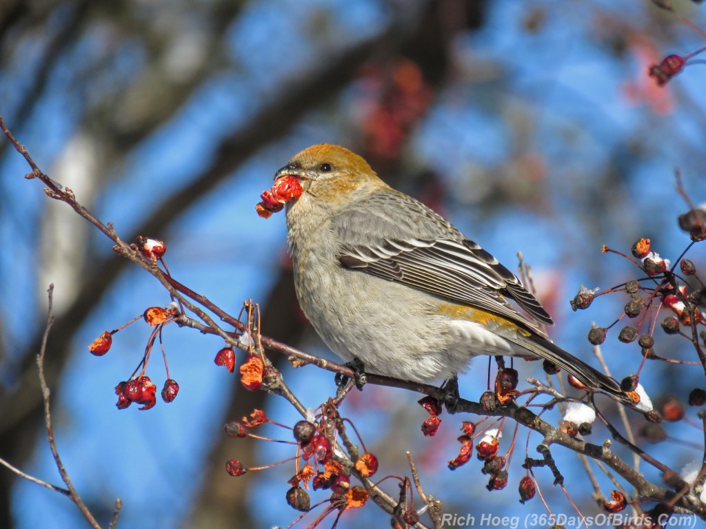 Y2-M12-Riley-Road-Pine-Grosbeaks-2