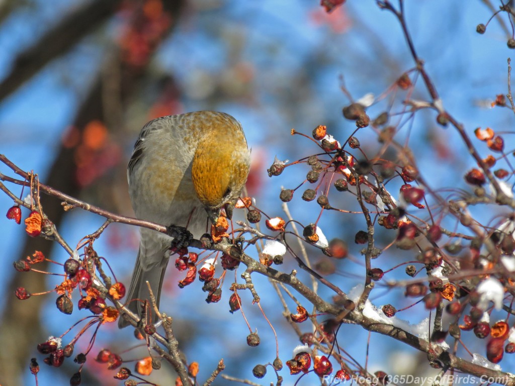 Y2-M12-Riley-Road-Pine-Grosbeaks-3