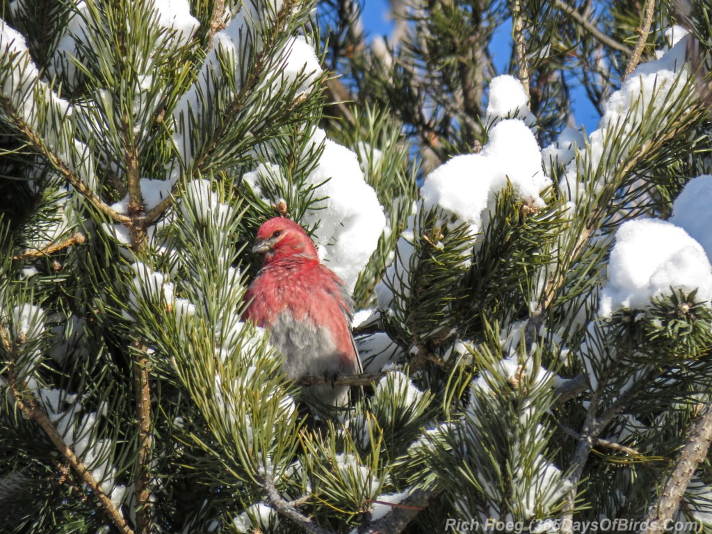 Y2-M12-Riley-Road-Pine-Grosbeaks-4