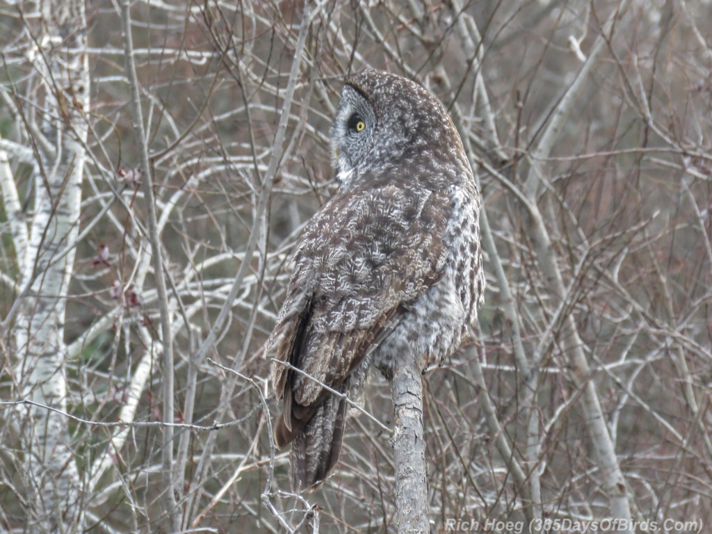 Y2-M12-Sax-Zim-Bog-Great-Gray-Owl-1