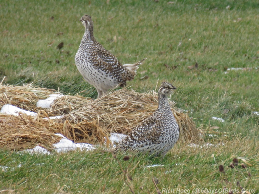 Y2-M12-Sax-Zim-Bog-Sharp-Tailed-Grouse