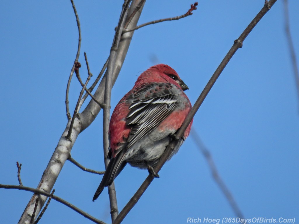 Y2-M12-Sax-Zim-Pine-Grosbeaks-1