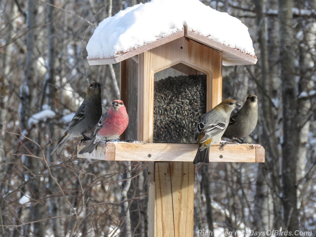 Y2-M12-Sax-Zim-Pine-Grosbeaks-2