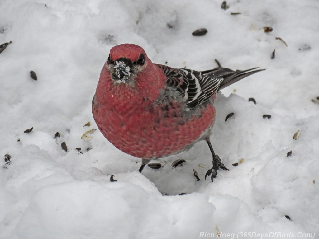 Y2-M12-Sax-Zim-Pine-Grosbeaks-3-Snow-Beak