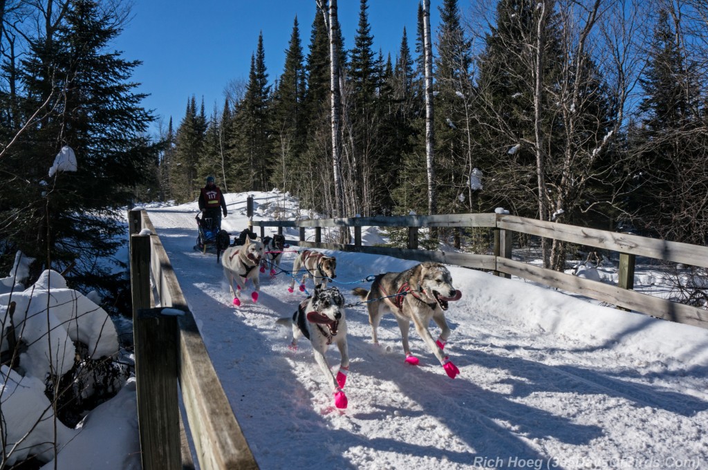 John-Beargrease-Sled-Dog-Race-0