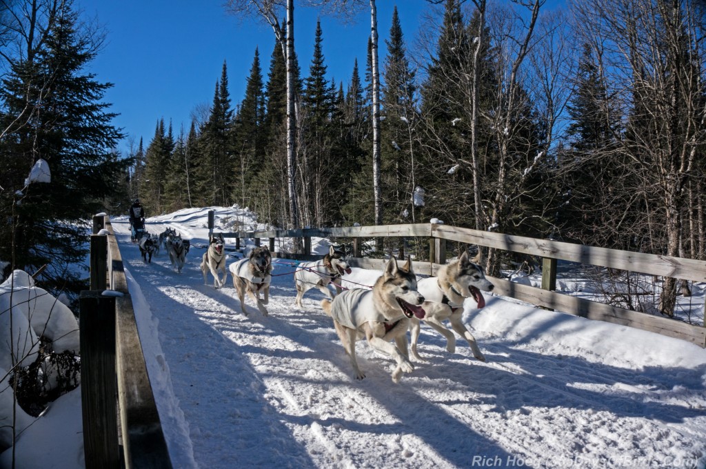 John-Beargrease-Sled-Dog-Race-1