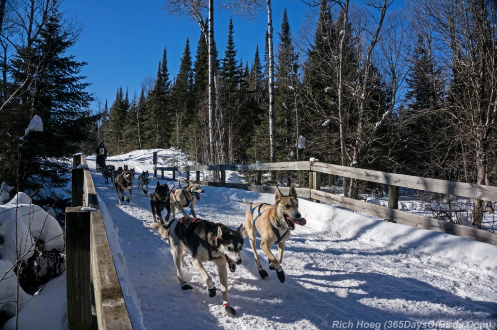 John-Beargrease-Sled-Dog-Race-2