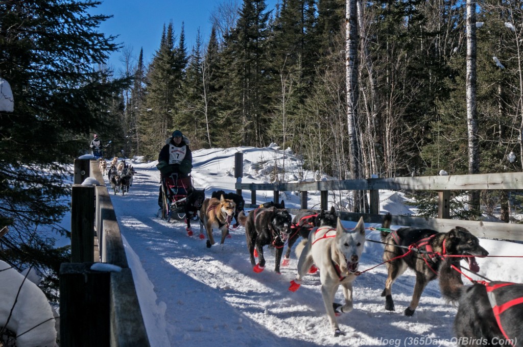 John Beargrease Sled Dog Race! 365 Days of Birds