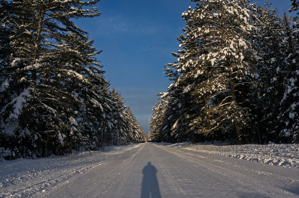 Rossini-Road-Flocked-Pines