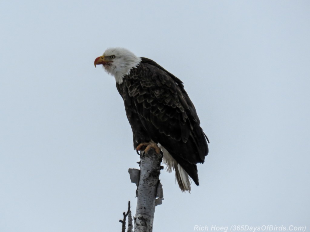 Y3-M01-Gunflint-Trail-Bald-Eagle