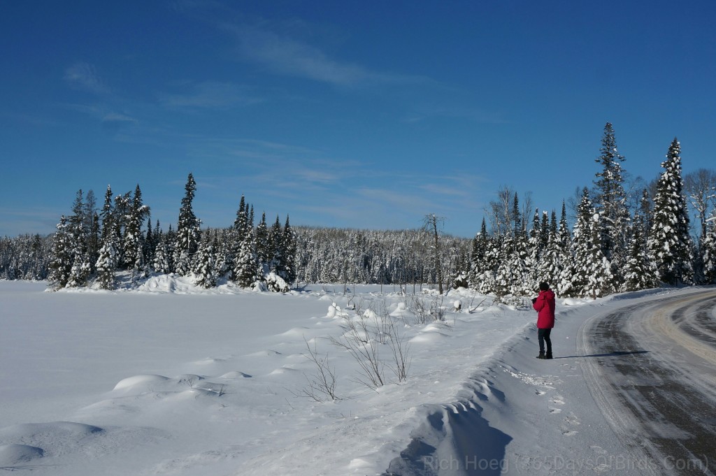 Y3-M01-Gunflint-Trail-Flocked-Pines